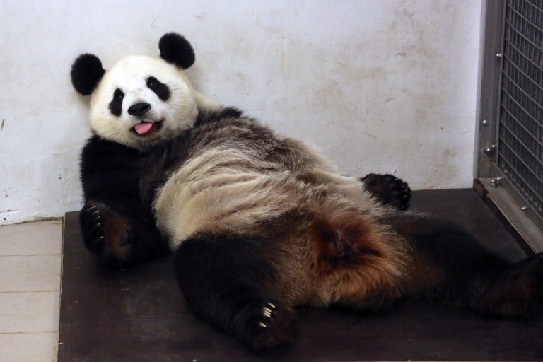 This handout picture taken and released on June 2, 2016 by the Paira Daiza shows female Giant Panda Hao Hao after giving birth at the Paira Daiza zoologic parc. A giant panda on loan to Belgium from China has given birth to a cub, a rare event for the endangered species, the Pairi Daiza zoo said on June 2, 2016. The zoo and the China Conservation and Research Center for the Giant Panda "have the great pleasure to announce the birth of a panda cub", Pairi Daiza said in a statement."Less than 2,000 pandas can be found in the wild, making every birth a true miracle", it said. / AFP PHOTO / Paira Daiza / Benoit Bouchez / RESTRICTED TO EDITORIAL USE - MANDATORY CREDIT "AFP PHOTO / PAIRA DAIZA / BENOIT BOUCHEZ- NO MARKETING NO ADVERTISING CAMPAIGNS - DISTRIBUTED AS A SERVICE TO CLIENTS