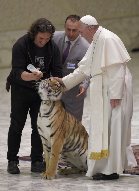 Pope Francis caresses the head of a young tiger during a meeting with the participants in the Jubilee of the World of Travelling Shows at Paul VI audience hall on June 16, 2016 in Vatican. / AFP PHOTO / ANDREAS SOLARO