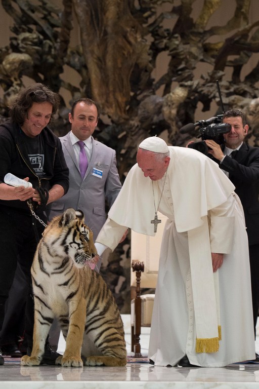 This handout picture released by the Vatican press office shows Pope Francis caressing a young tigre during a meeting with the participants in the Jubilee of the World of Travelling Shows at Paul VI audience hall on June 16, 2016 in Vatican. / AFP PHOTO / OSSERVATORE ROMANO / HO / RESTRICTED TO EDITORIAL USE - MANDATORY CREDIT "AFP PHOTO / OSSERVATORE ROMANO" - NO MARKETING NO ADVERTISING CAMPAIGNS - DISTRIBUTED AS A SERVICE TO CLIENTS