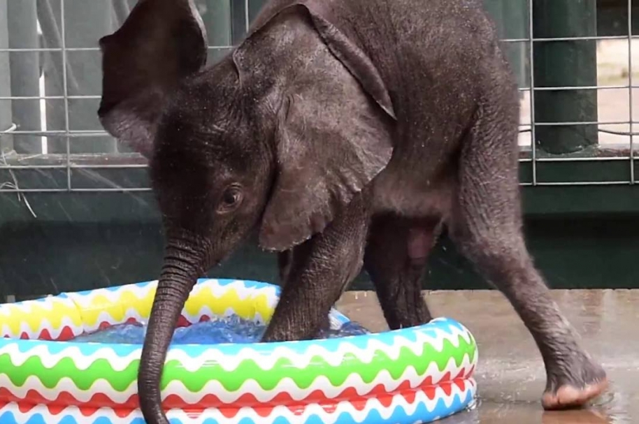 Elefante bebé bañándose.