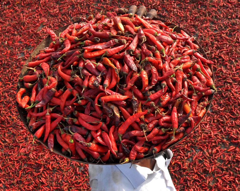 Un granjero indio cargó una canasta llena de chiles rojos. Pulzo.com