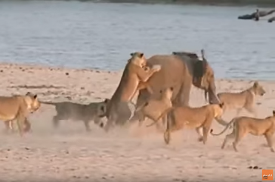 Elefante enfrentándose a leones.