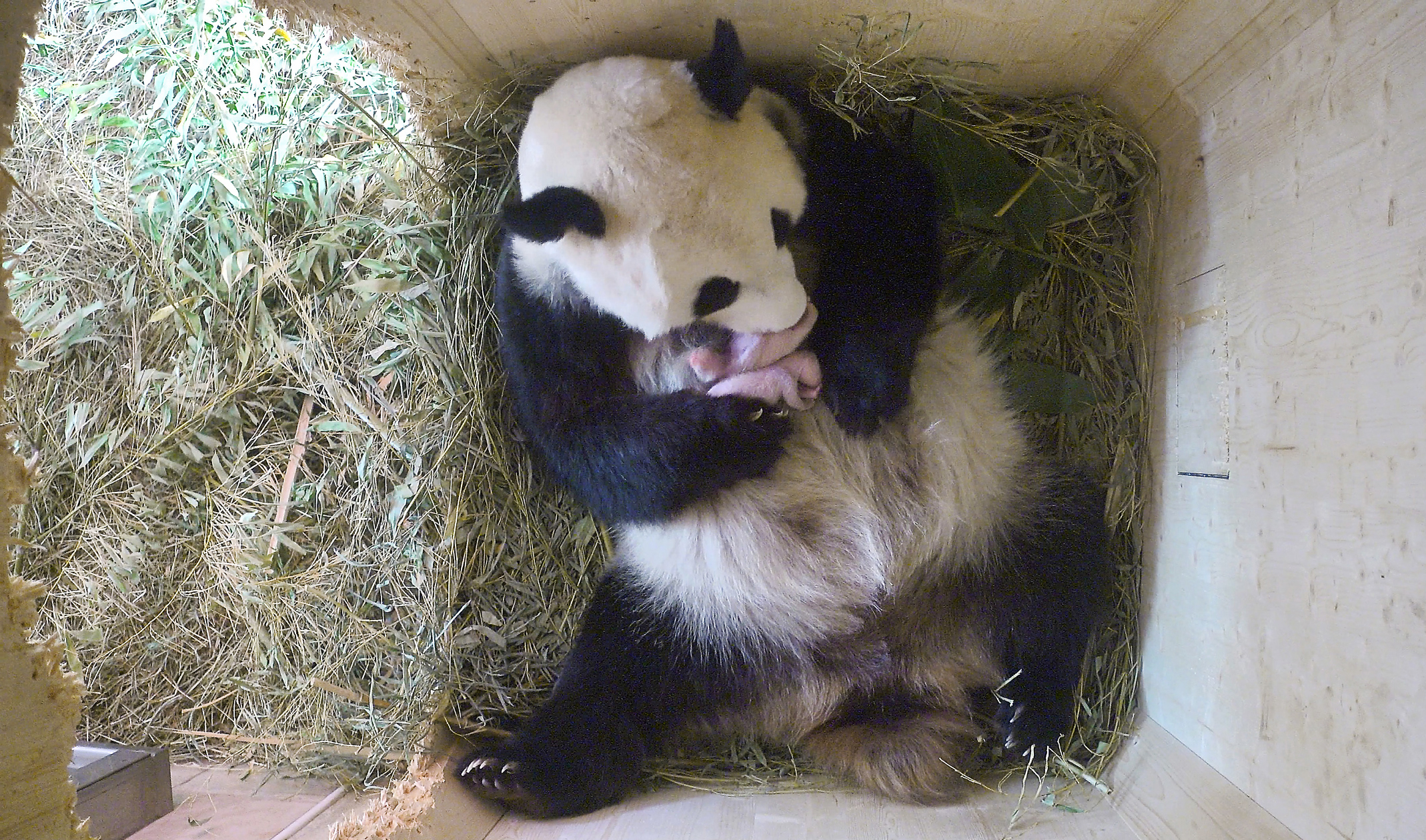 За поведением панды во время кормления. Роды панды. Панда с детёнышем. Новорожденные панды. Панда родила.