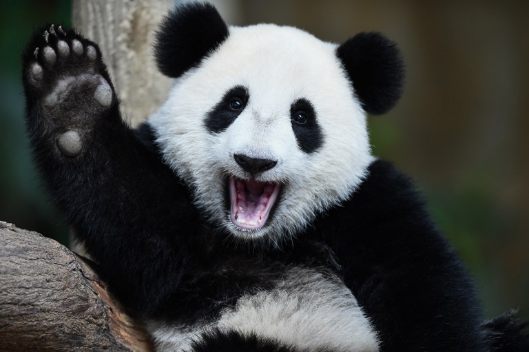 Panda de 1 año en el Zoológico Nacional de Kuala Lumpur, en Malasia. Pulzo.com