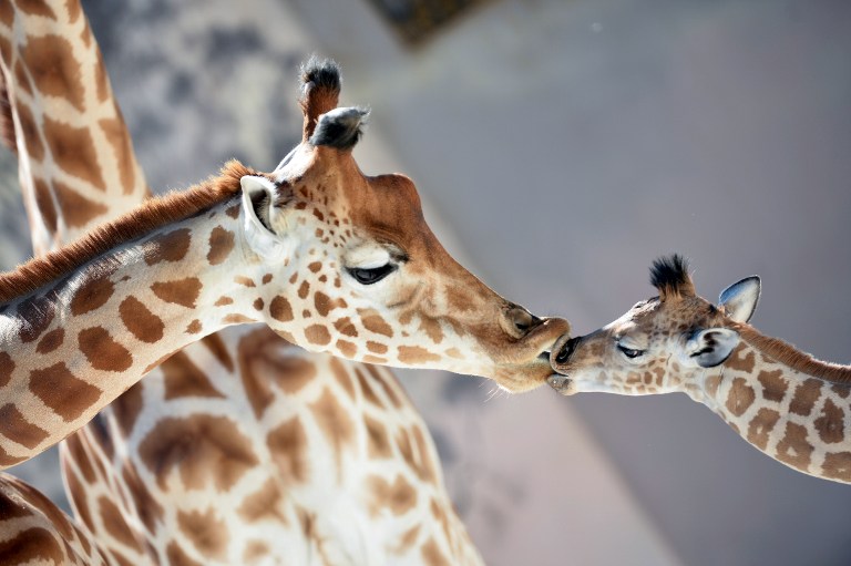 Beso de jirafa y su cría en el Zoológico de La Fleche, en Francia.
