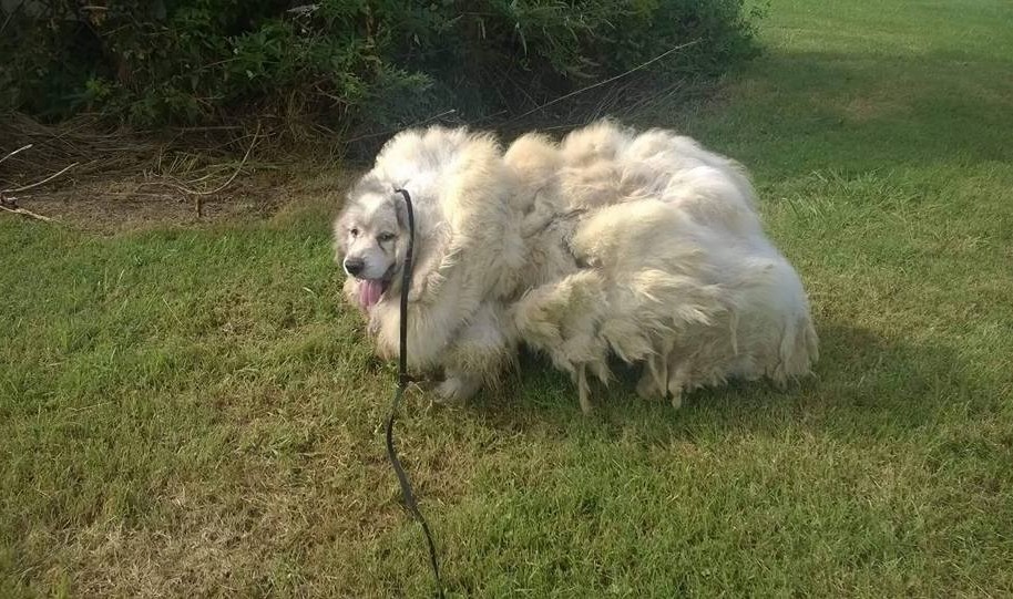 Perro rescatado con 15 kilos de pelo sin cortar