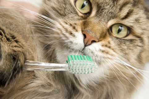 URGENCIAS VETERINARIAS 24 HORAS