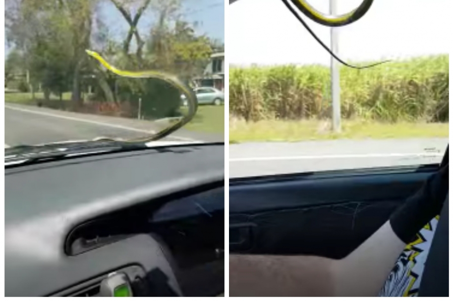 Una serpiente se subió al parabrisas de un carro, en Australia. Pulzo.com