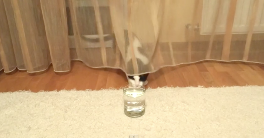 Una gata se asombró al ver un vaso de agua con gas. Pulzo.com