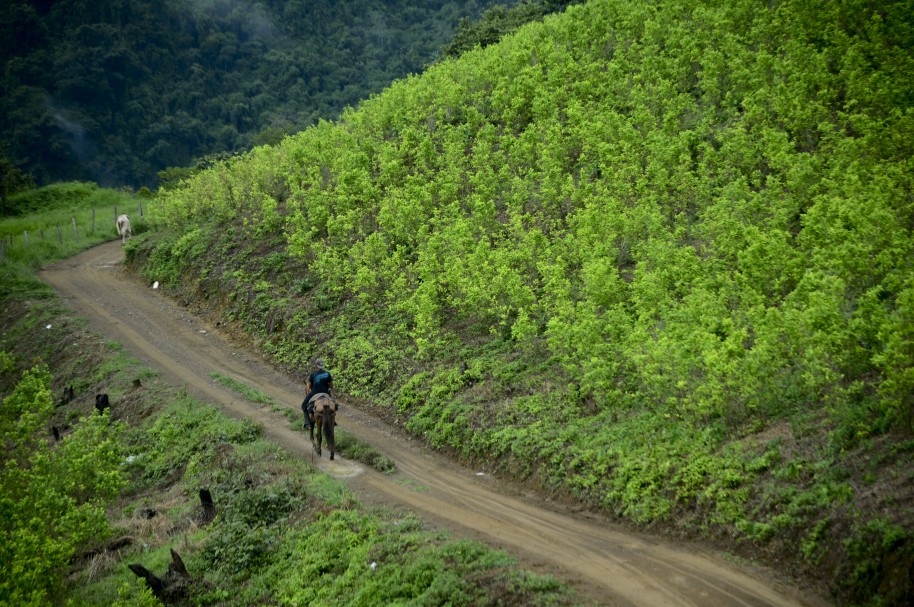 Plantaciones de coca en Briceño, Antioquia