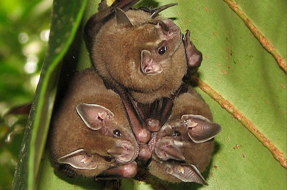 El murciélago del Jardín Botánico - Pulzo.com