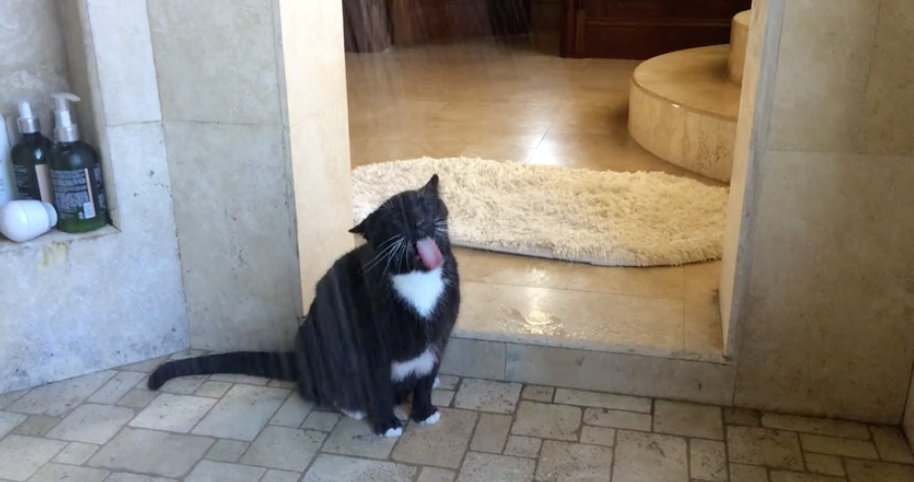 Un gato disfruta tomar agua en una ducha. Pulzo.com