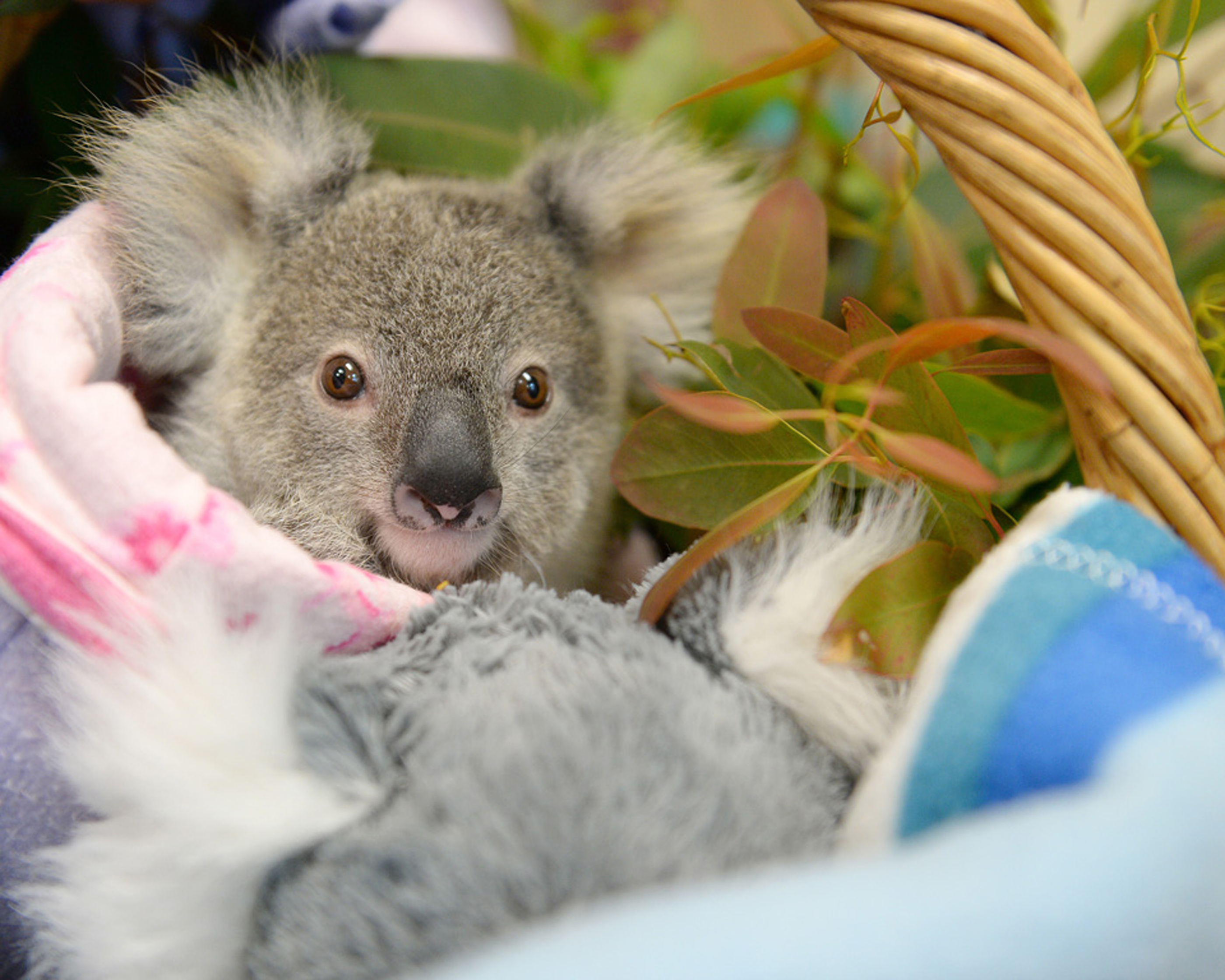 Коала отзывы. Коала. Динго и коала. Новорожденный коала.