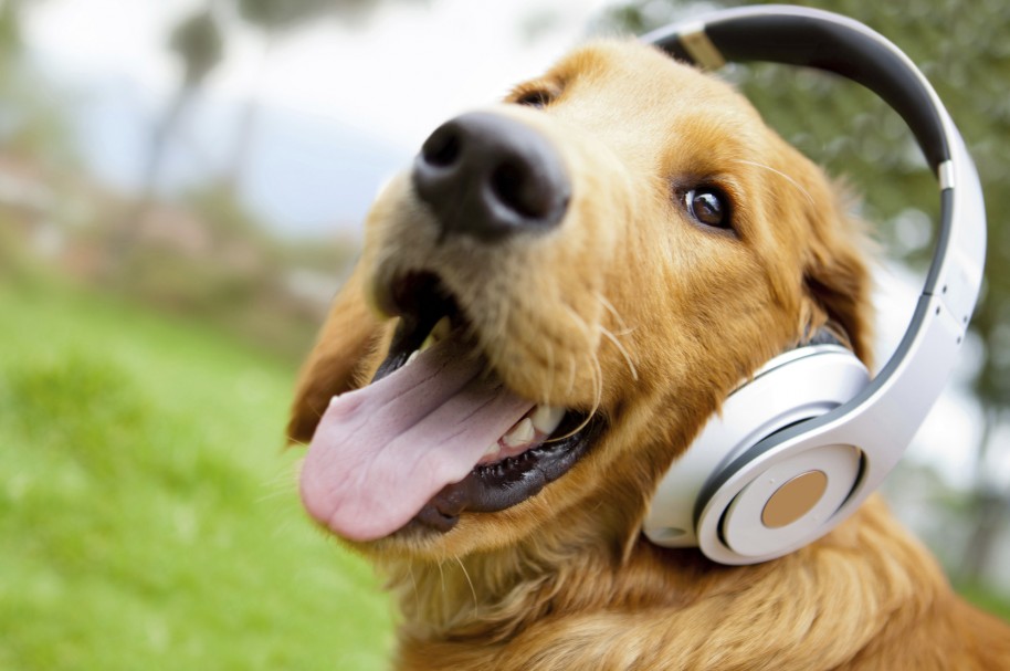 Golden retriever dog with tongue out wearing headphones
