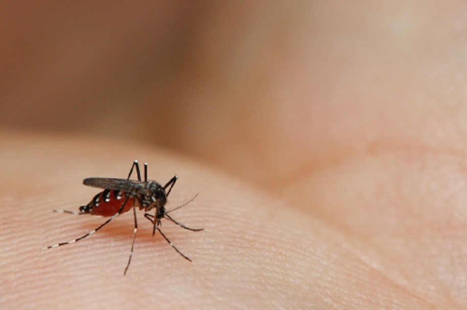 Zika