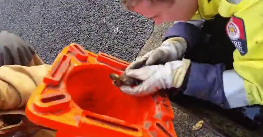 Bomberos rescataron a paticos de alcantarilla, en Nueva Zelanda. Pulzo.com