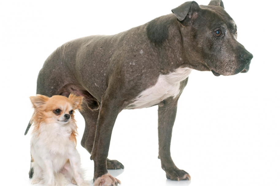 Chihuahua y pitbull. Pulzo.com