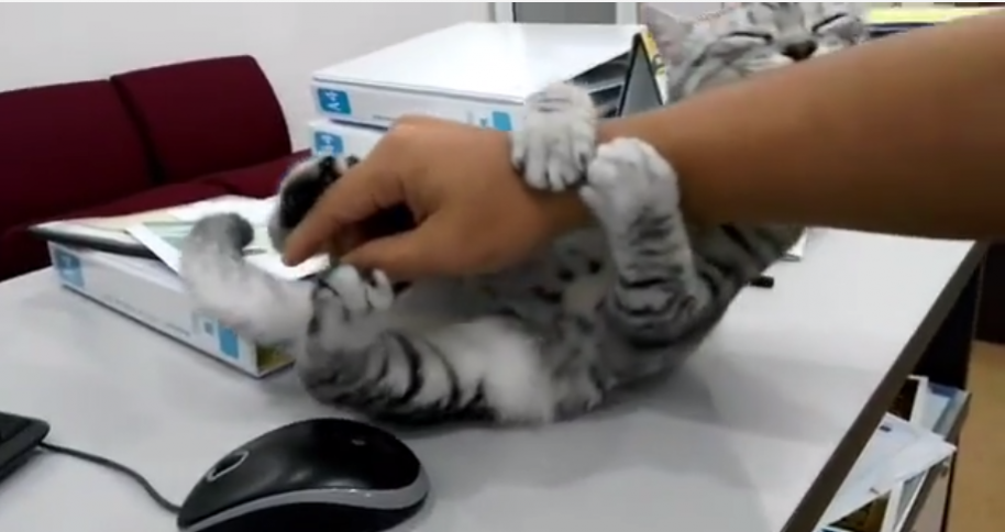 Gato evita que su dueño use el ratón del computador. Pulzo.com