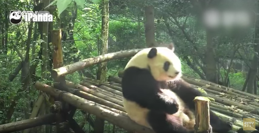Oso panda hizo abdominales en zoológico, en China. Pulzo.com