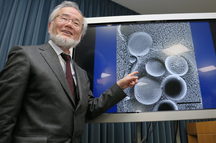 Yoshinori Ohsum. Nobel de Medicina