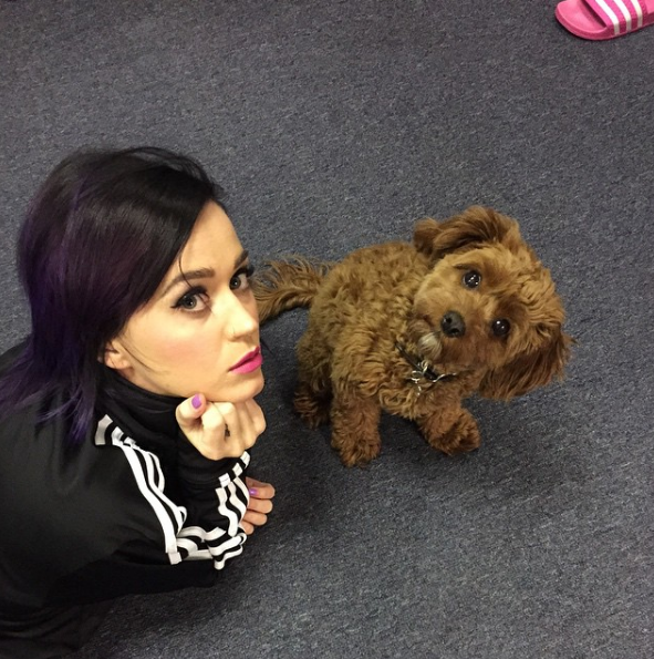 Katy Perry y su perro. Pulzo.com