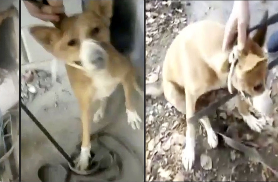 Rescate perro atrapado más de 3 años en un hueco.