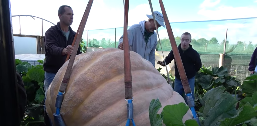 Calabaza de 275 kilos cultivada por joven con síndrome de Down. Pulzo.com