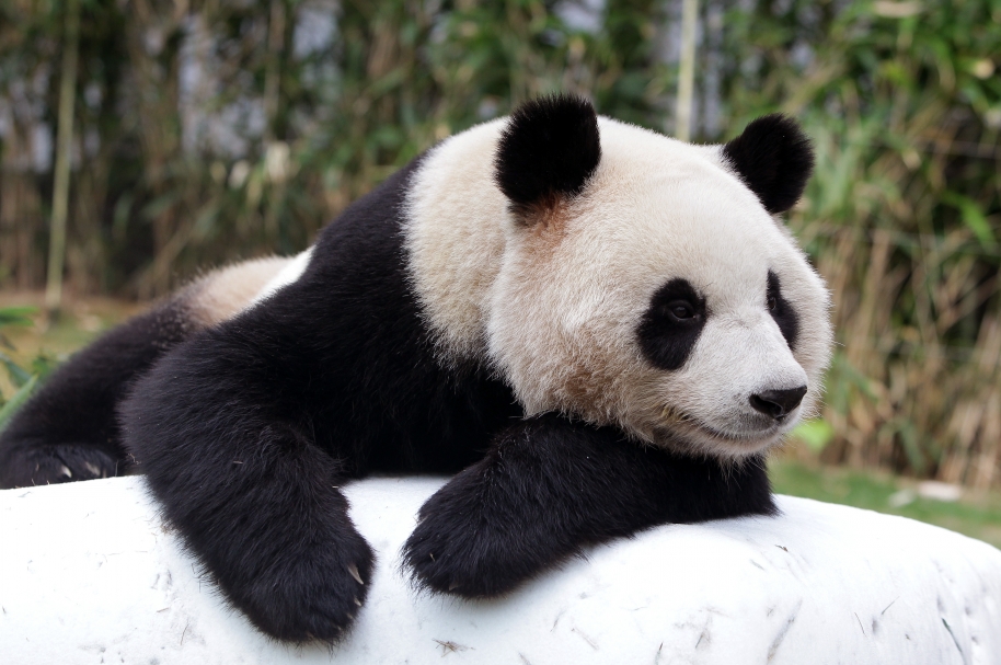 Everland Amusement Park Introduce Their New Panda Couple