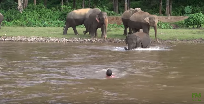 Elefanta se lanzó a río para salvar a su cuidador. Pulzo.com