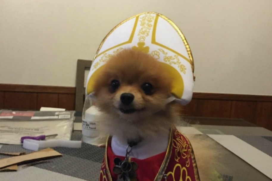 Perro disfrazado como Papa. Pulzo.com