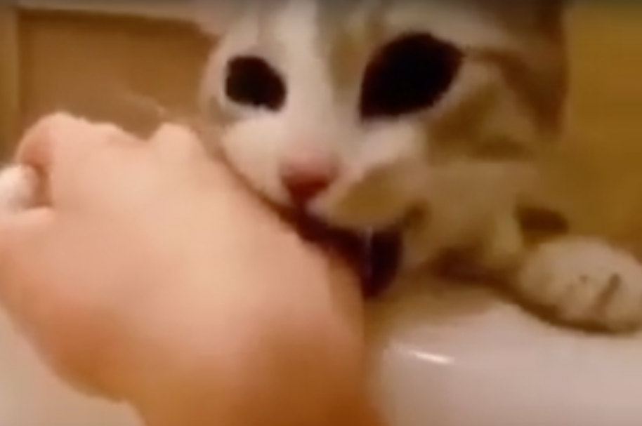 Gato creyó que su dueña se estaba ahogando e intentó salvarla. Pulzo.com