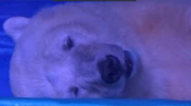 El "oso polar más triste del mundo".