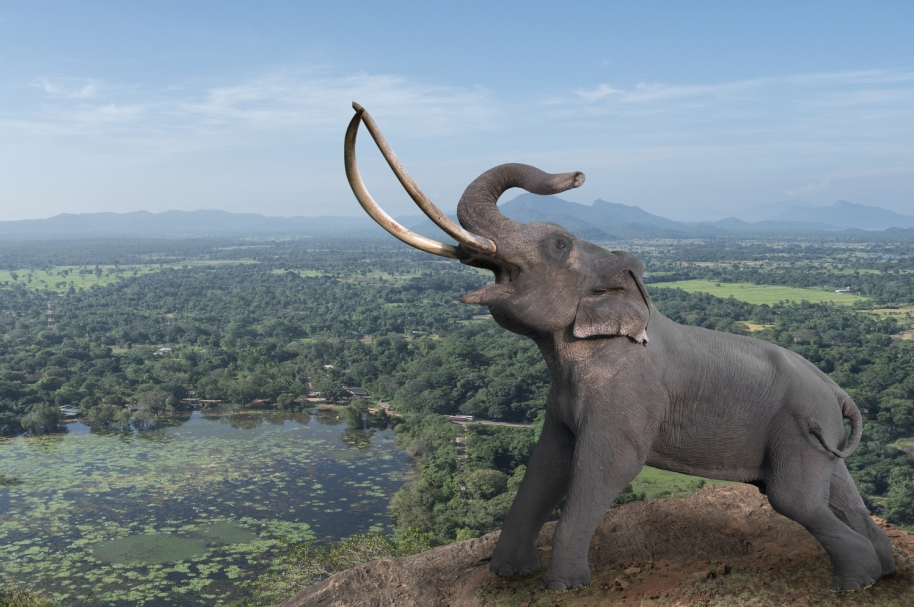 Elefante salvaje en Sri Lanka