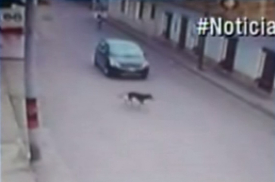 Momentos antes de que un conductor arrollara a un perro, en Sesquilé, Cundinamarca. Pulzo.com
