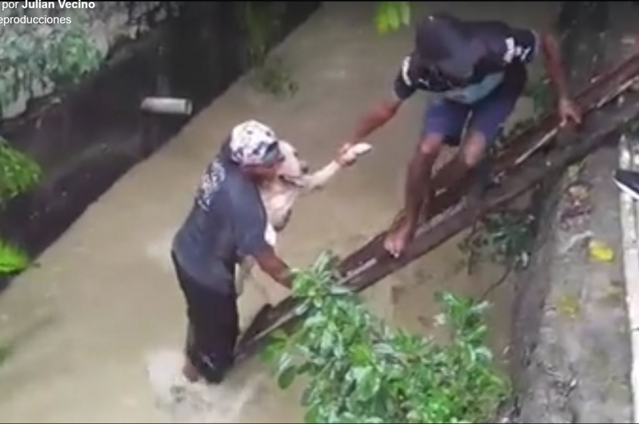Perro rescatado de un arroyo en Barranquilla