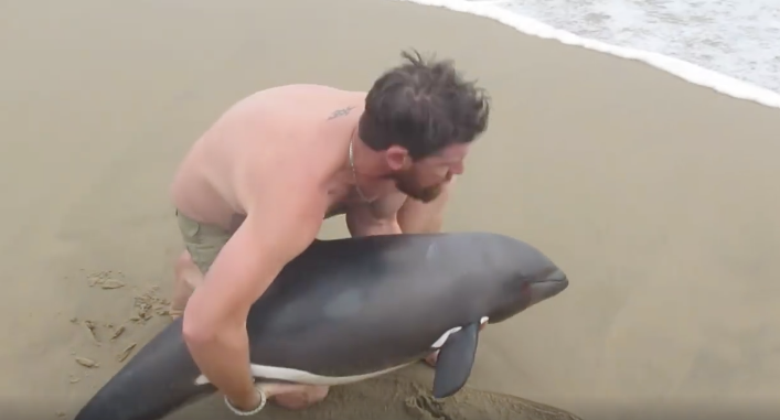 Hombre rescata a delfín varado en una playa. Pulzo.com