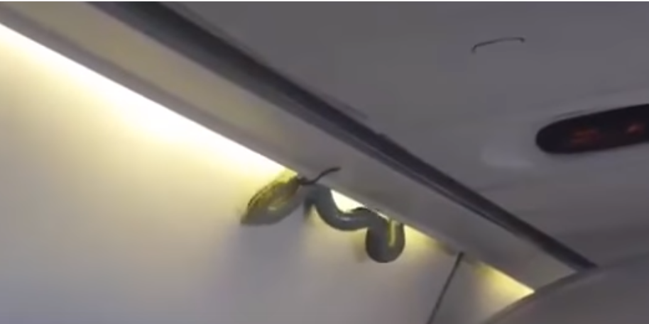 Serpiente en avión