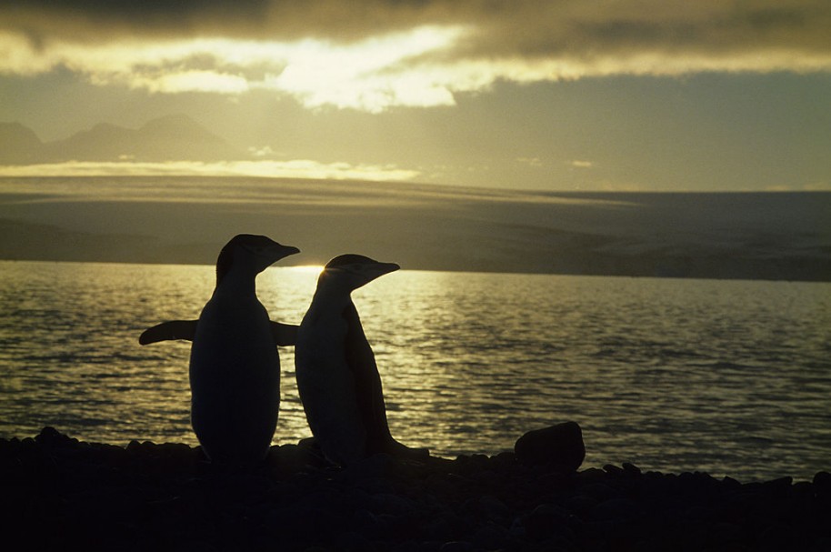 Pareja de pingüinos