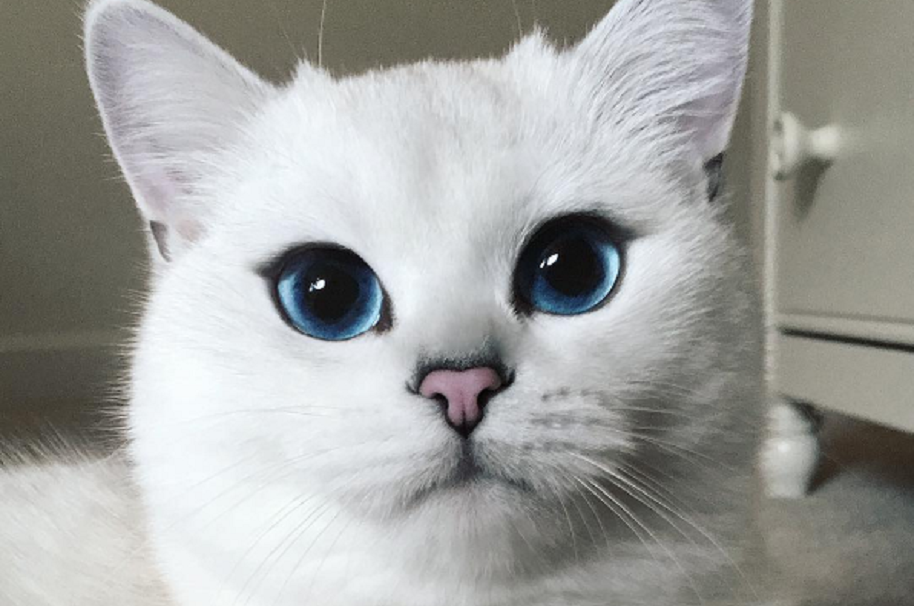 Coby, el gato más fotogénico de Instagram