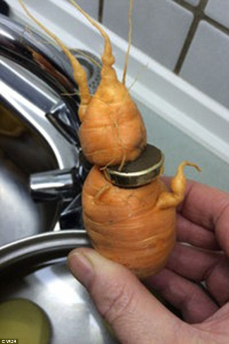 Anillo en zanahoria