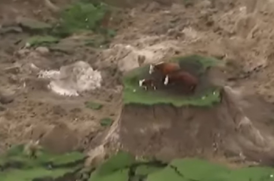 Vacas sobrevivientes