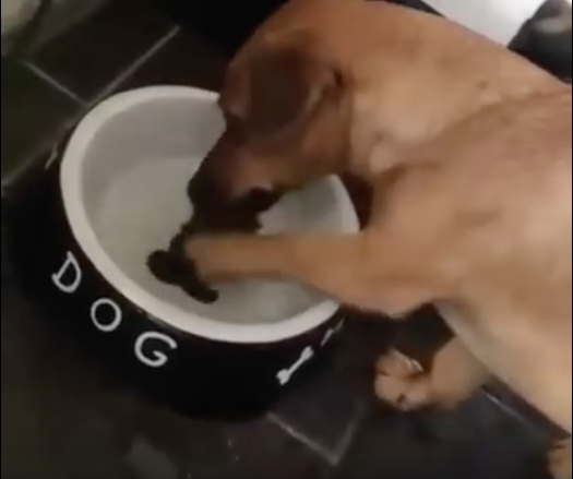 Perro intentando comerse un hueso que está pintado en el plato.