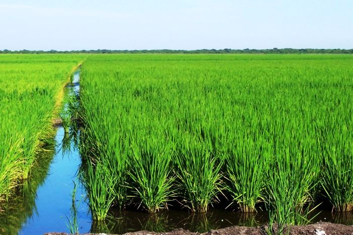 Cultivo de arroz en Arauca