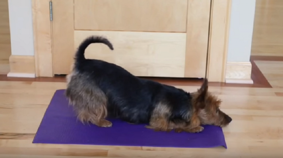 Perro Yoga