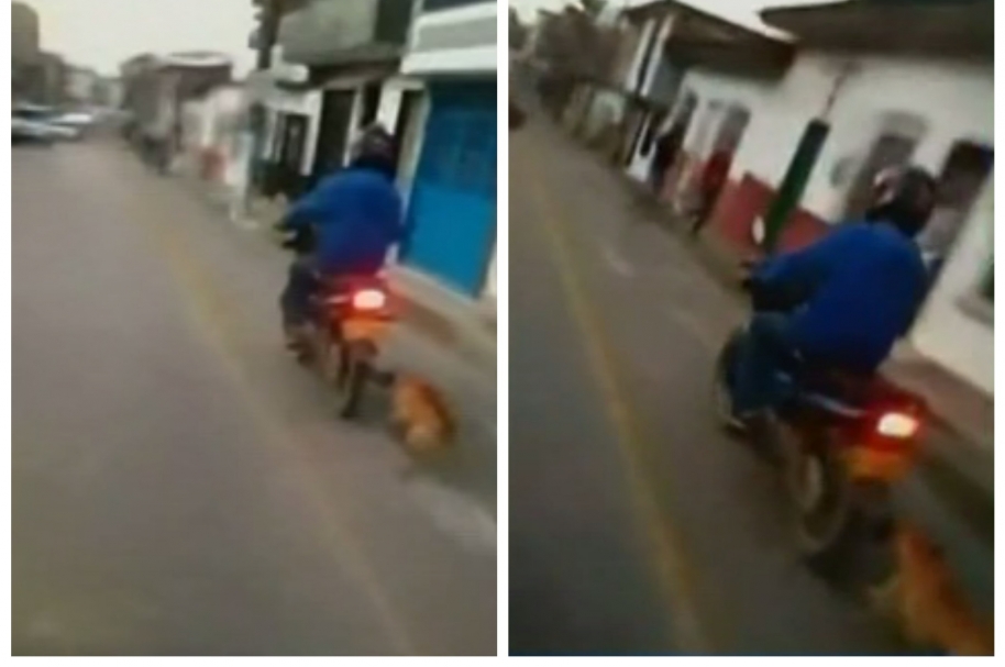 Perro habría sido maltratado por motociclista en Carmen de Viboral, Antioquia. Pulzo.com