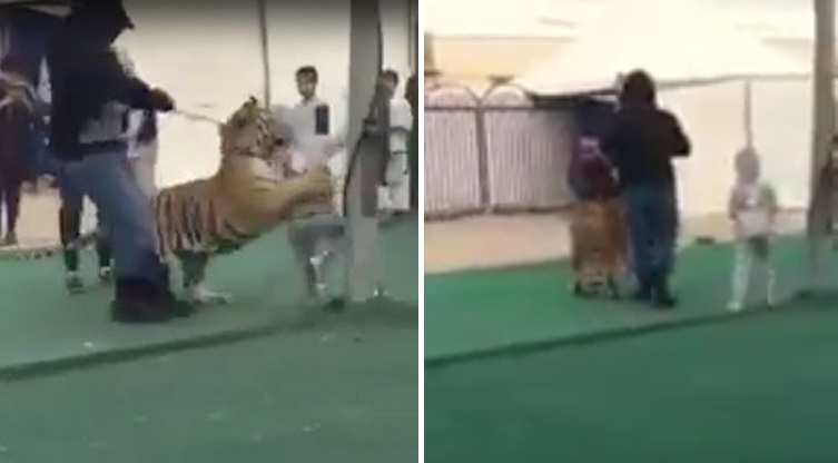 Tigre ataca a niña