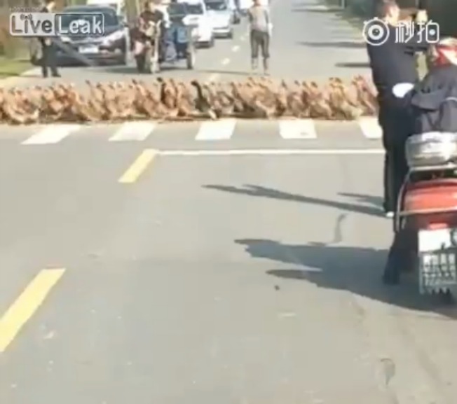 Patos cruzan vía en China. Pulzo.com