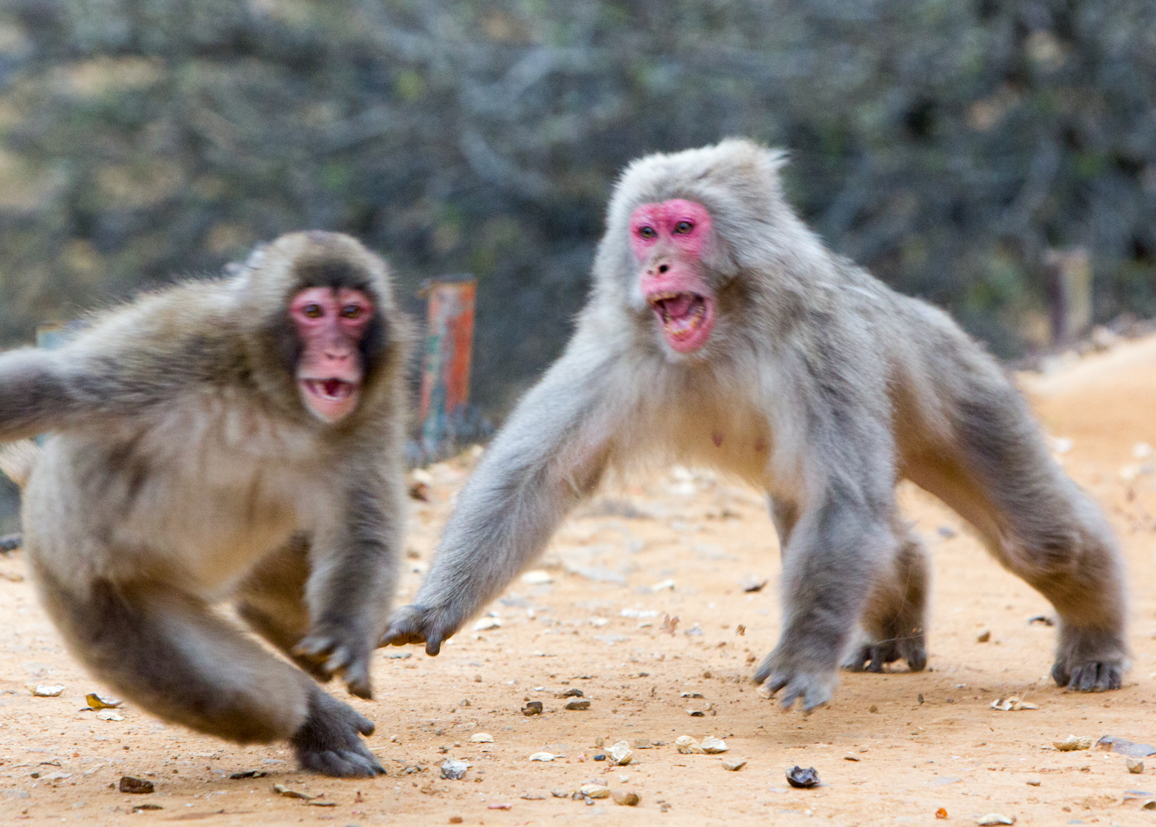 Dos primates pelean