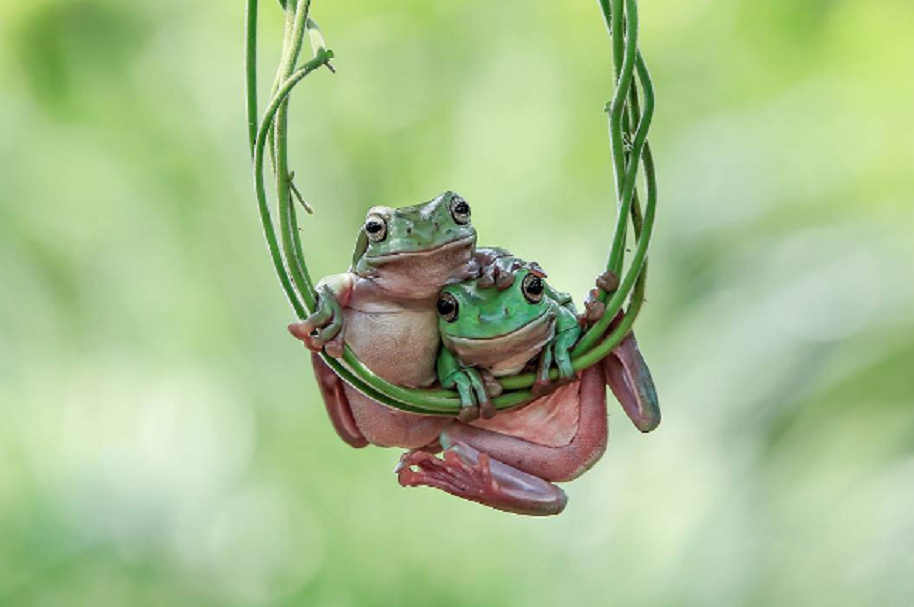 Increíbles Fotografías De Ranas