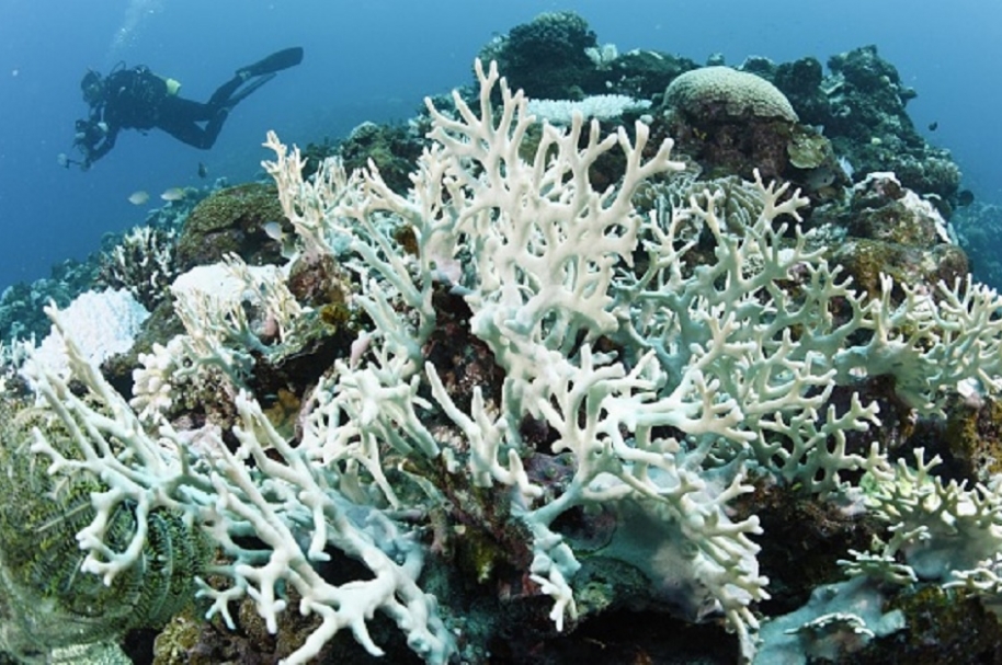 Blanqueo del coral